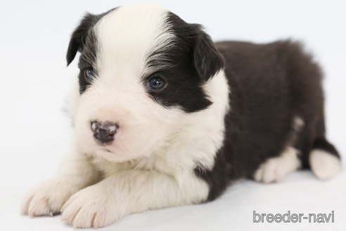 成約済の神奈川県のボーダーコリー-304588の1枚目